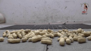 Peanuts Under Wedges Floor View